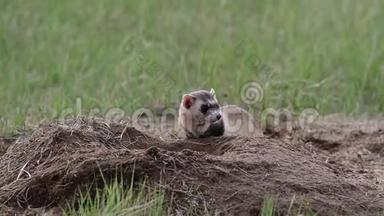 一只联邦濒危的黑脚雪貂在草原上的一只草原狗洞里